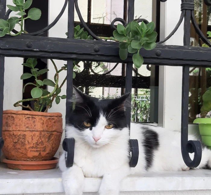 Pınar Güngör’den Doğanın Sessiz Dili – 2. Seri