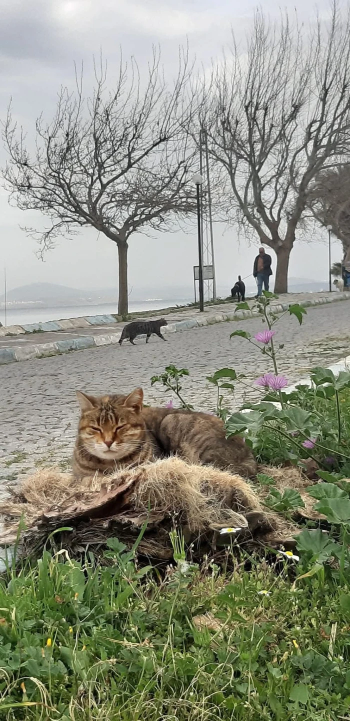 Pınar Güngör’den Doğanın Sessiz Dili – 2. Seri