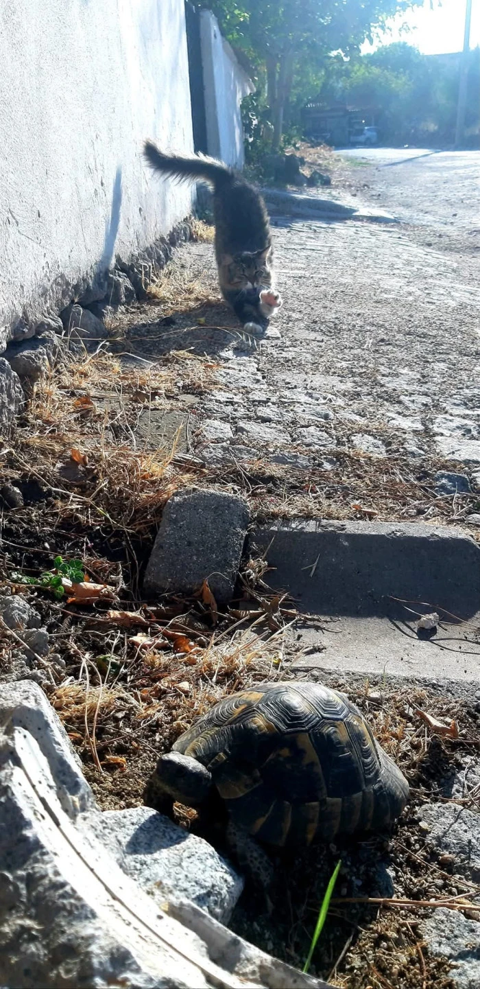Pınar Güngör’den Doğanın Sessiz Dili – 2. Seri