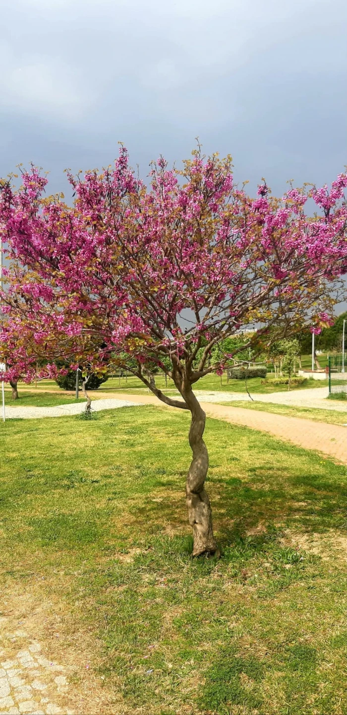 Pınar Güngör’den Doğanın Sessiz Dili – 2. Seri