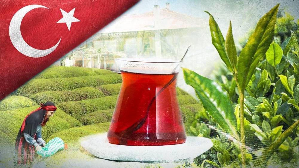 ÇAYKUR 2025 yaş çay sezonunu açtı