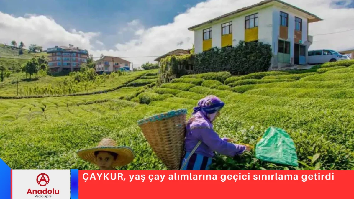 &Ccedil;AYKUR, yaş &ccedil;ay alımlarına ge&ccedil;ici sınırlama getirdi