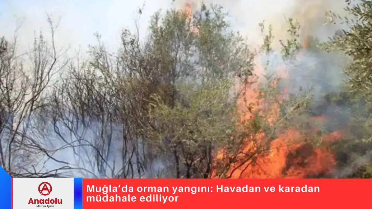 Muğla’da orman yangını: Havadan ve karadan müdahale ediliyor